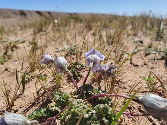 鬼哥的五万里D39青海曲麻莱县五道梁镇-沱沱河保护站