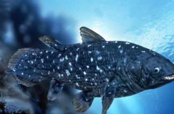 史上五大恐怖深海生物,海洋十大恐怖鱼