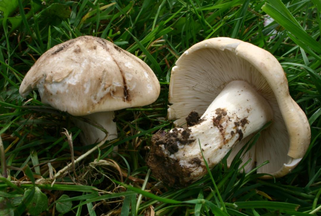 山海情里面的蘑菇是什么菇,山海情中的蘑菇是什么品种