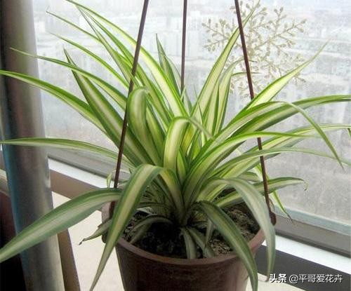 家里适合养的十种花和植物,家里养3种花一年四季开花不断