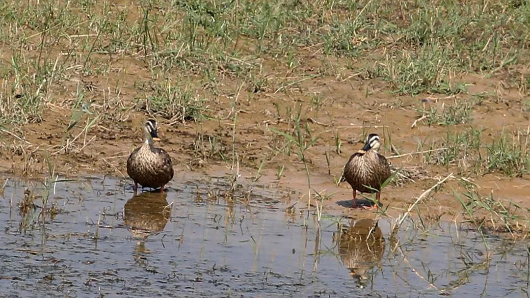 涂上黄色的“润唇膏”，TA就是野鸭中最靓的仔
