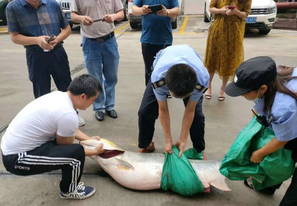 鱤鱼、鳄雀鳝、红尾鲶，广西一锦鲤池频现“吃鱼怪”，谁放的？