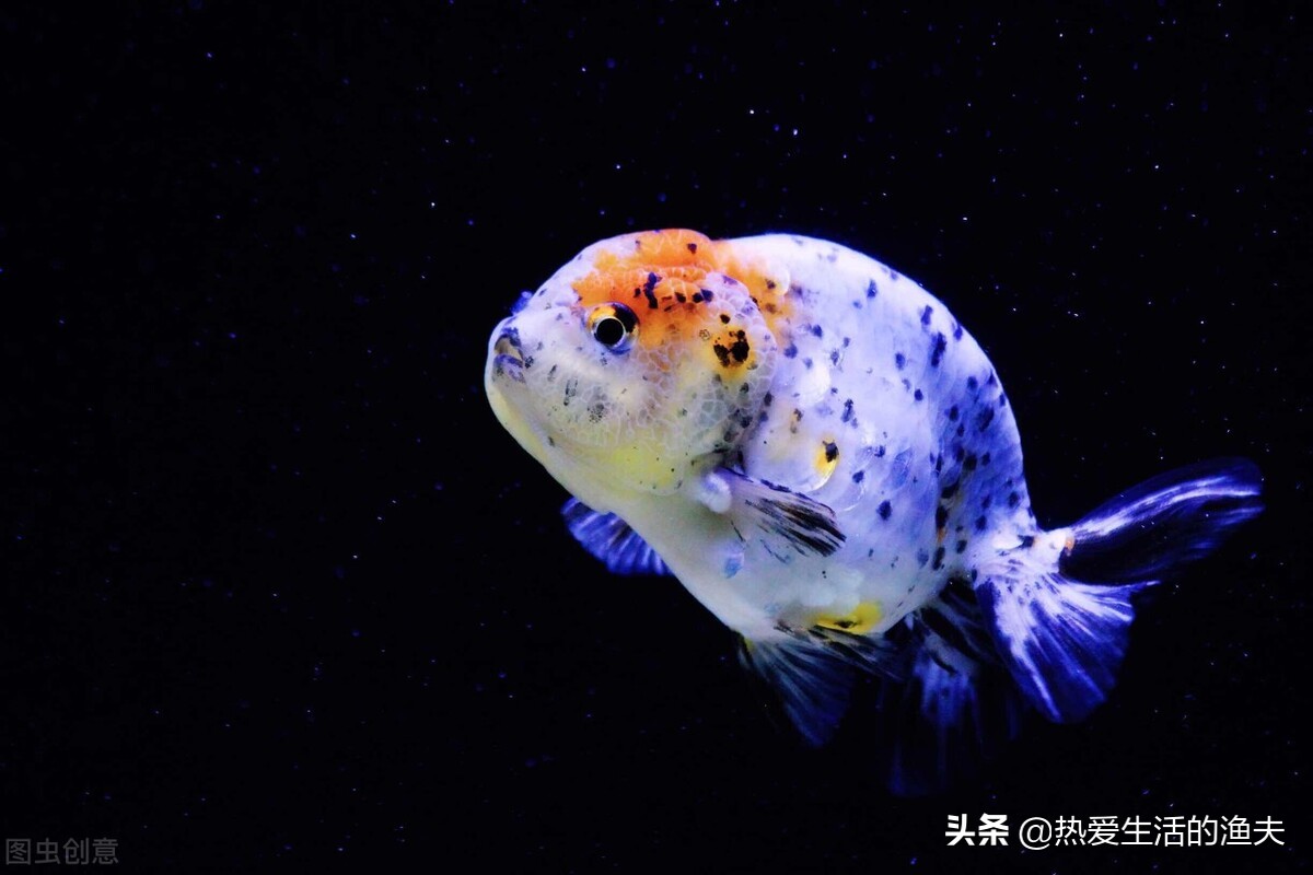 金鱼拉的细长的白线怎么办,金鱼拉得太多怎么办