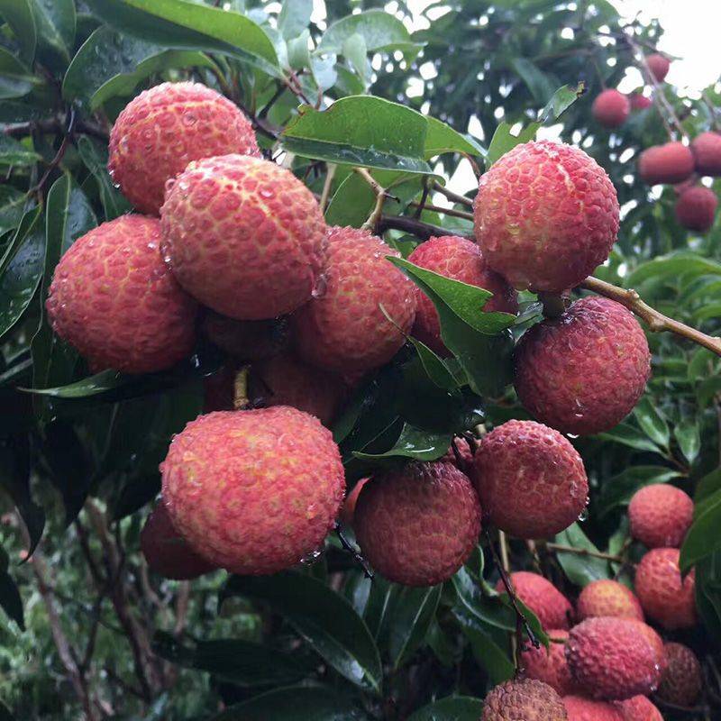 一骑红尘妃子笑的荔枝来自哪里,一骑红尘妃子笑日啖荔枝300颗