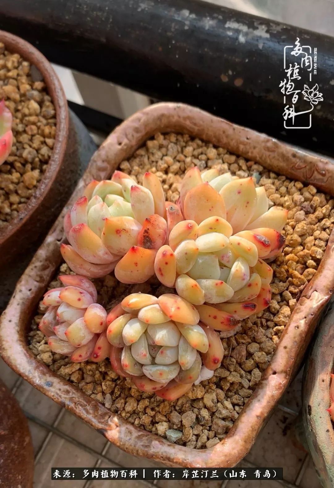 寒冷的冬季唯有多肉,冬日里的多肉宛如雪莲花