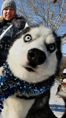 哈士奇俗称西伯利亚狼,哈士奇又叫雪橇狗