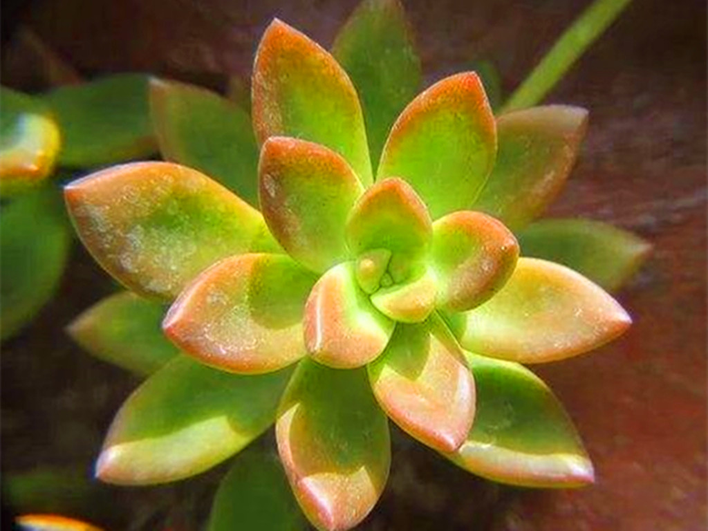 花市买多肉好还是网购多肉好？优缺点都摆在这里，看你喜欢哪种