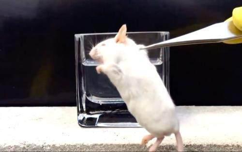 中医是否通过了双盲对照试验,双盲和循证医学