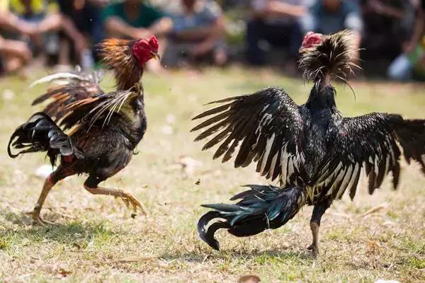 斗鸡怎么训练,斗鸡怎么训练最能打视频