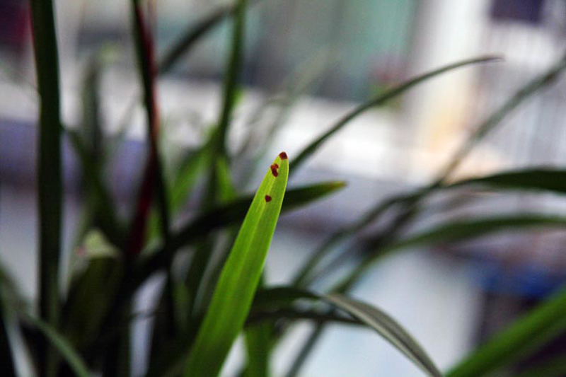 兰花叶从根部往上变黑,兰花叶变黄根变黑是啥原因