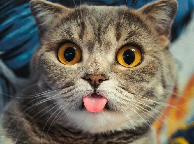 什么样的猫才是旺家猫,猫的九大习性代表着什么