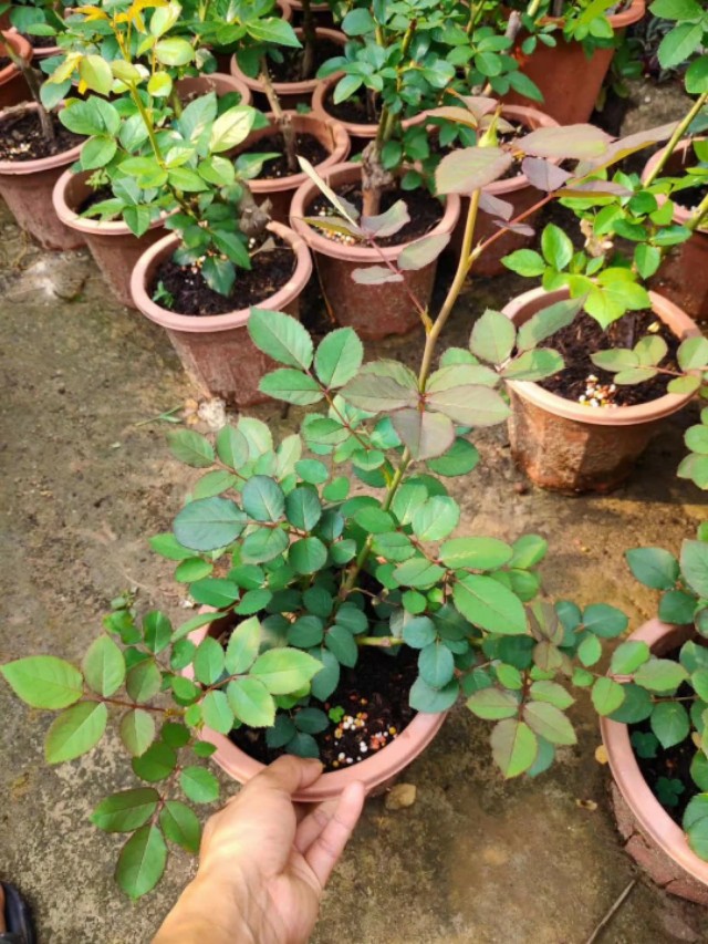 怎么种玫瑰花一年四季都有开花,玫瑰花怎么种可以一年四季都有