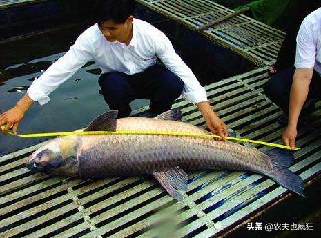 四大家鱼中的青鱼是食肉动物,为何渔民将它称为“秀才青鱼”?