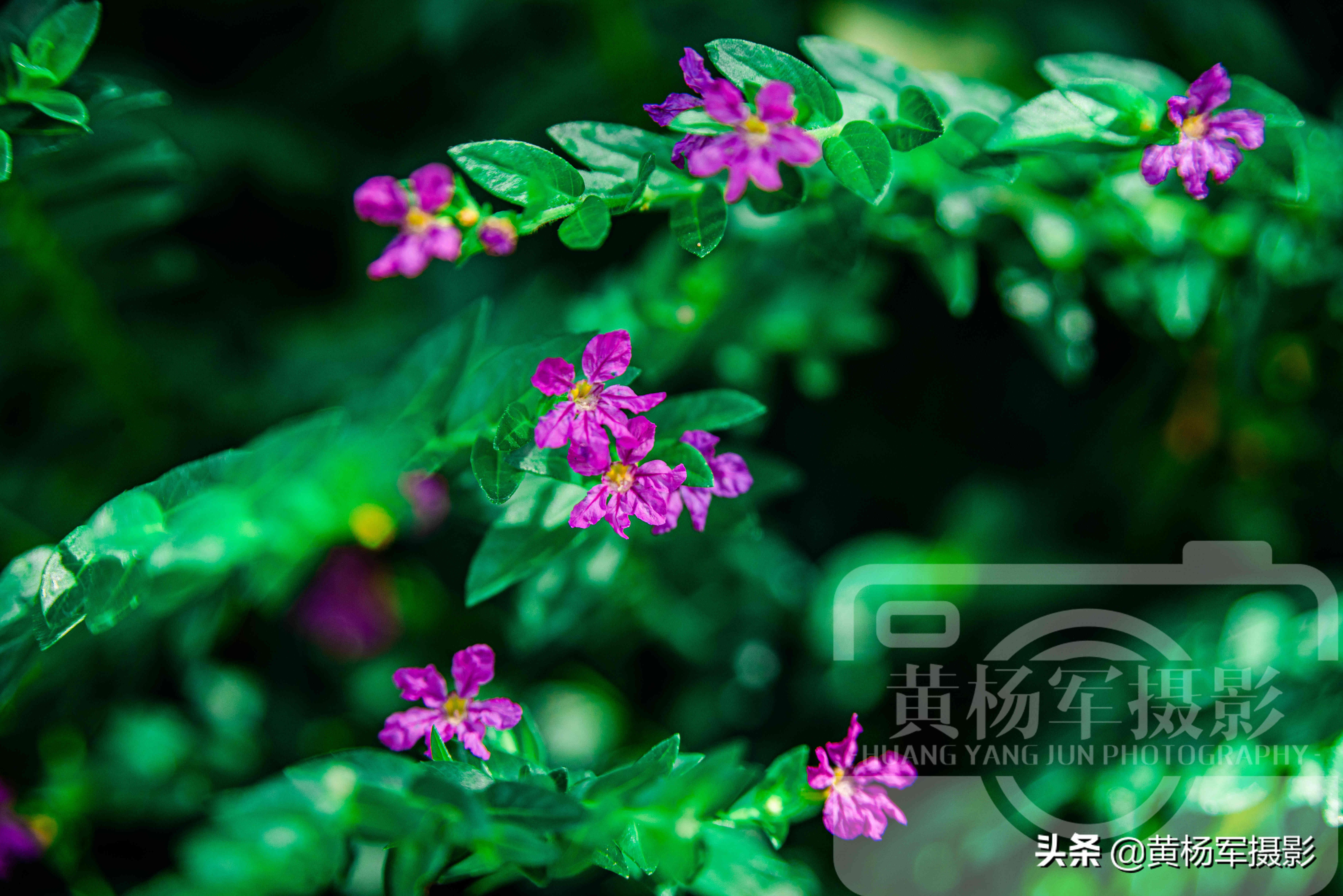 阳光下盛开的美丽玫瑰完整版,阳光下娇艳月季图片