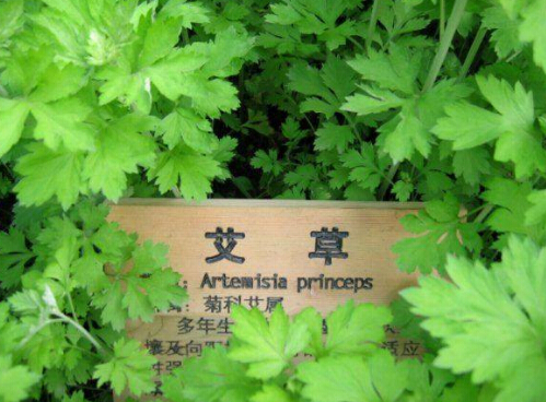 驱逐螨虫，艾草来帮忙。