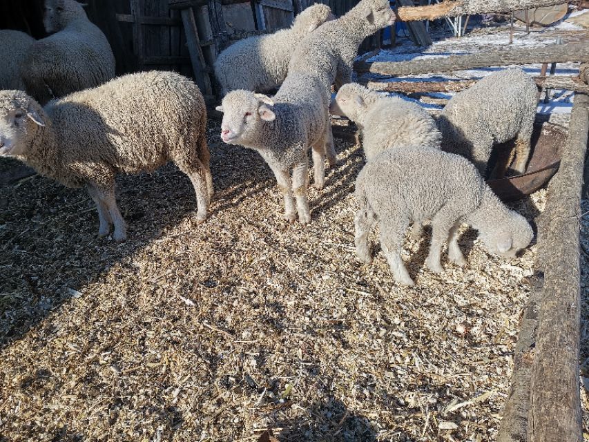 怎样给母羊接生,如何让母羊产母羔