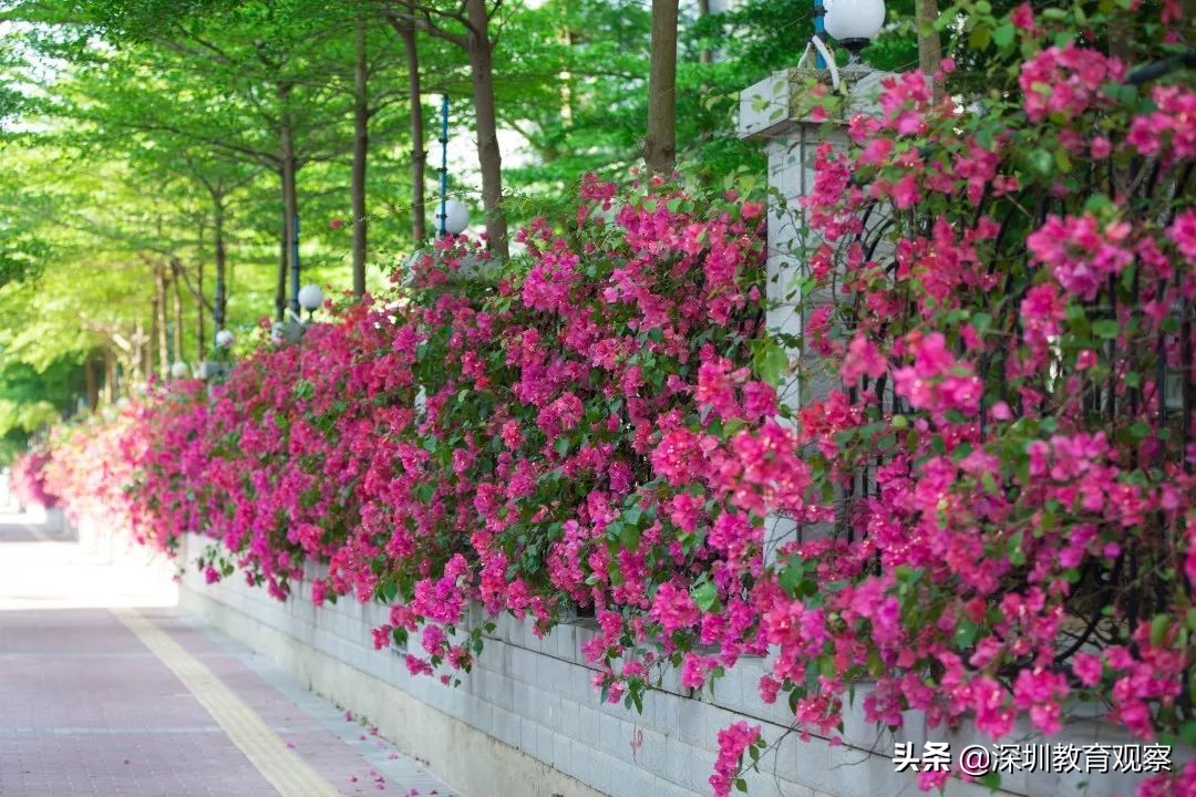 走名校vol.14|西乡中学:50年,我们专注做一件事