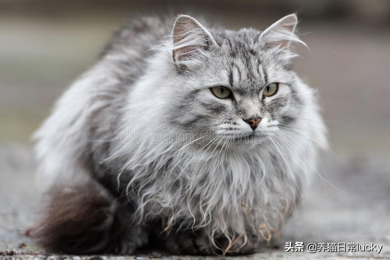 盘点那些非常好看的猫,盘点世界上最好看的猫