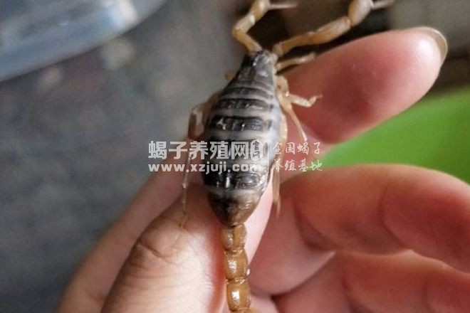 孕蝎判断标准,孕蝎怎么才能加快产子