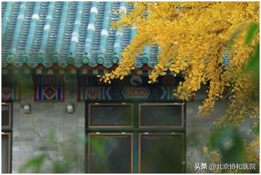 协和的园子:一座澄净心灵的医学百草园