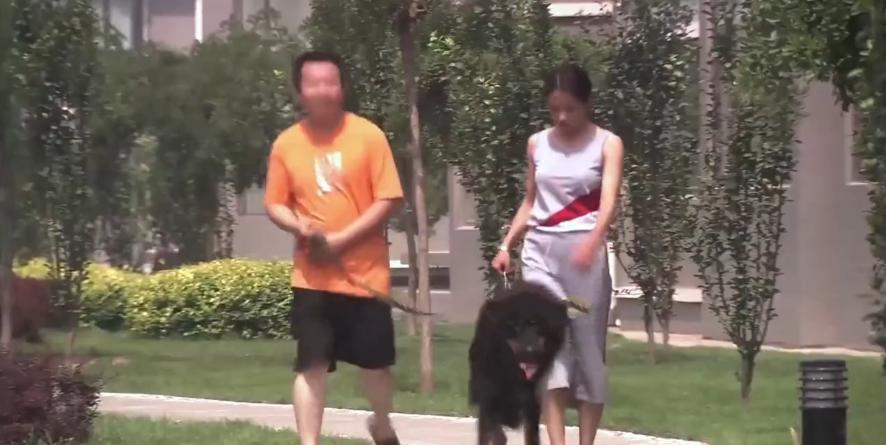 主人想把狗安乐死,主人选择抛弃狗狗