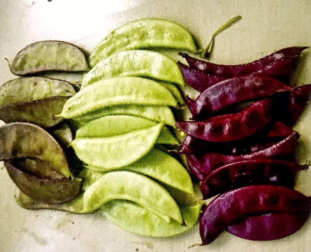 阳台种菜不用胶水的方法,阳台种菜万能种子播种法新手扫盲