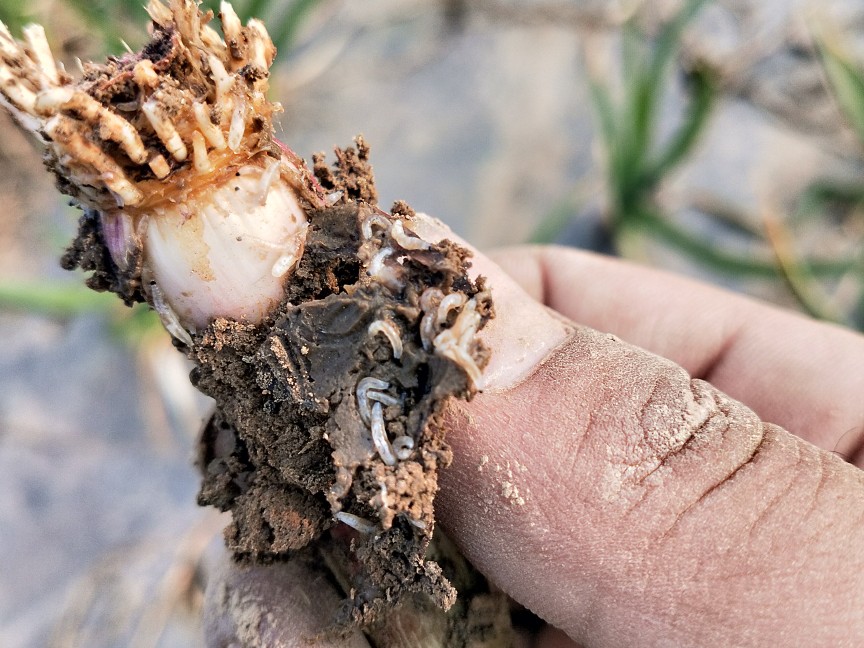 大蒜黑头蛆特效药,大蒜黑头蛆用什么药治