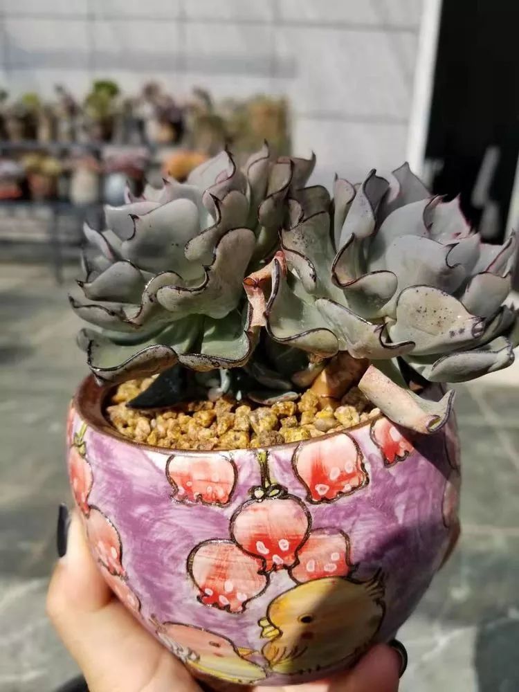 爱机车,爱多肉,宝妈花姐的诗和远方