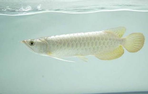 建议穷人养的10种中型观赏鱼,十大养不死的观赏鱼排名