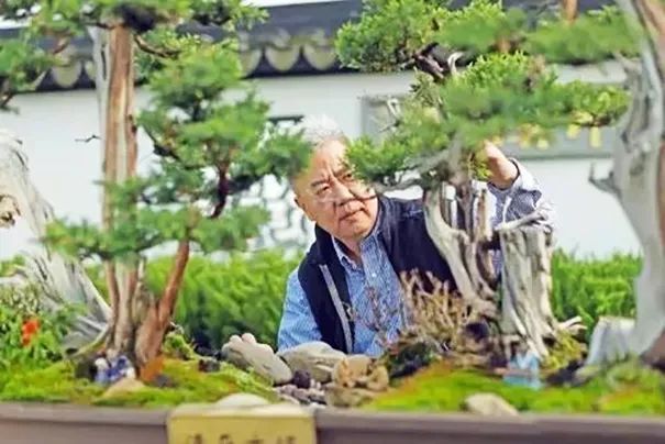 黑松盆景怎么养护和管理 (夏天如何给黑松叶片补水)