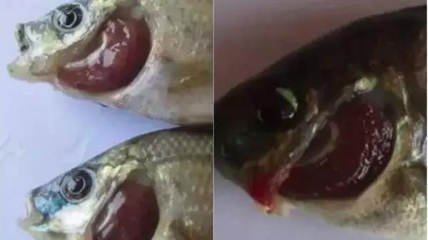 鳃霉和水霉,烂鳃和鳃霉病有何区别