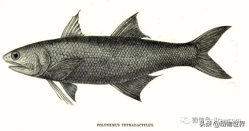 三文鱼是怎样的鱼,三文鱼冷冻后还可以生吃吗