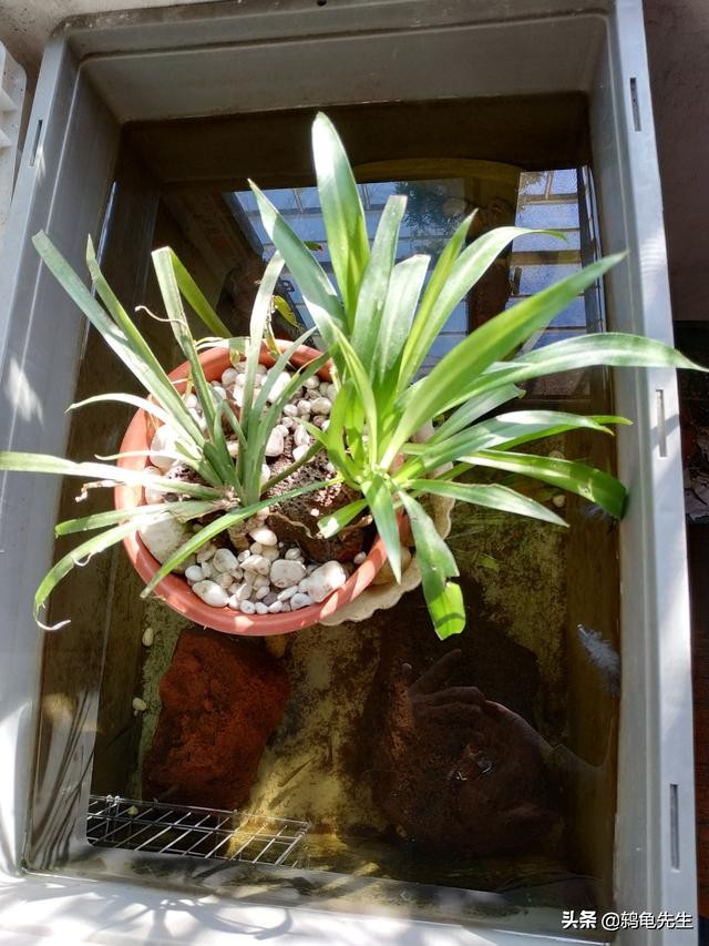 养龟小技巧中华草龟,草龟的养龟方法