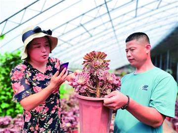 “小”多肉成“大”产业！青岛这对夫妻建成“多肉花园”直播带货日赚万元