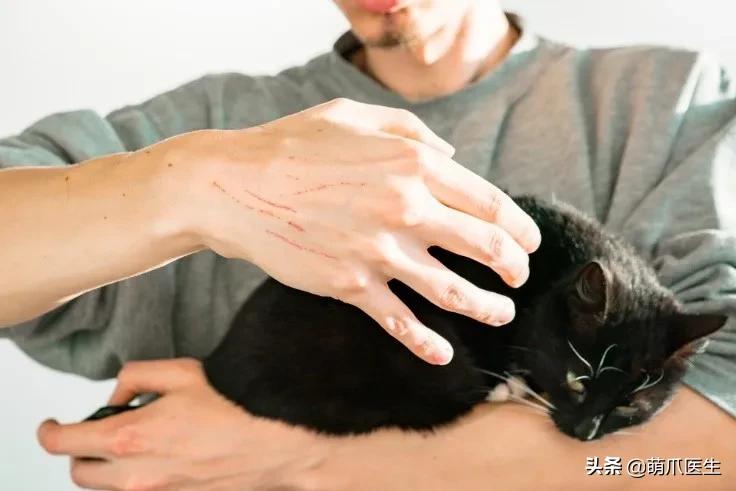 养了几年的猫有跳蚤,养了一年的猫还咬主人