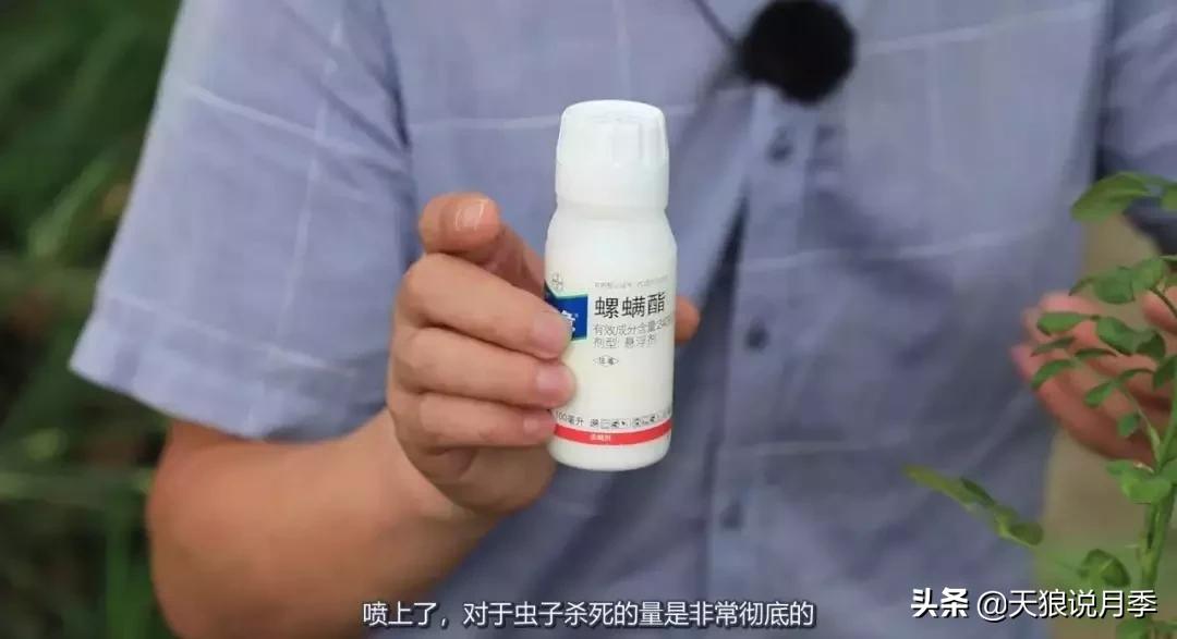 史上最详细的“红蜘蛛”防治攻略三部曲（对应三期视频）