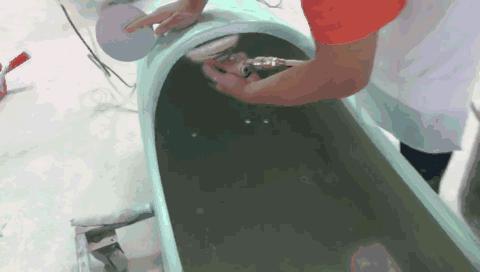 环爵踏板车多少钱一辆,环爵踏板挎子口碑