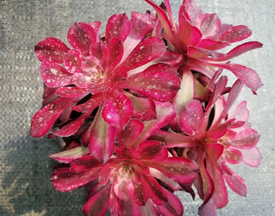 多肉养出状态来有多美?这102种多肉控养上色之后美呆了