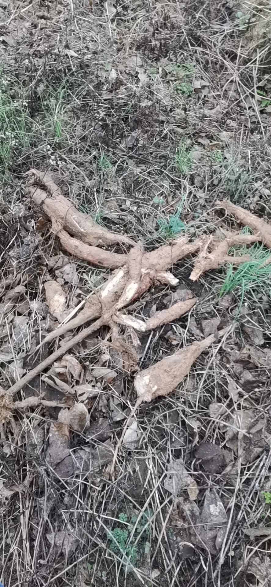 真正的野生葛根图片,纯天然野生葛根图片