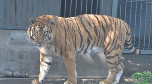 羚羊与华南虎,华南虎和藏羚羊