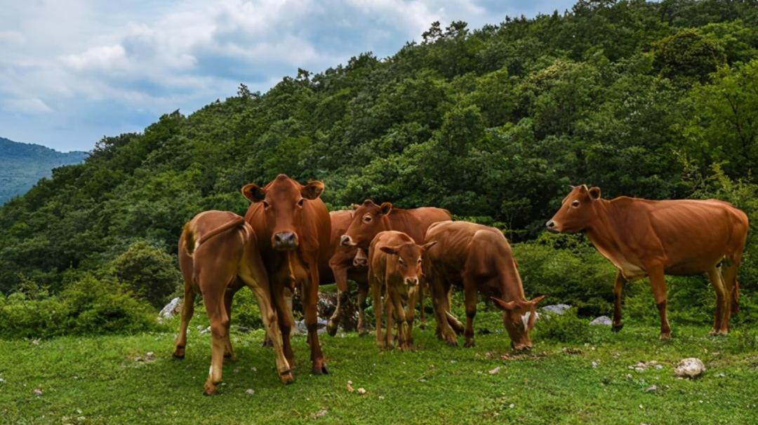 西沙东岛野牛群是从哪里来的,西沙东岛有多少野牛