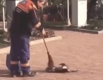 去土耳其当猫好吗,在土耳其做一只幸福的猫