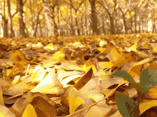 秦宫站到汉阳陵景区直通车,去汉阳陵免费直通车