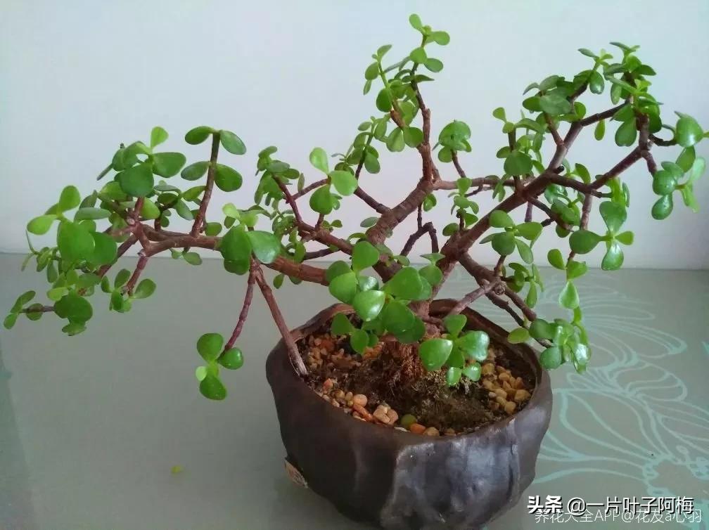 金枝玉叶干枯一碰就掉,金枝玉叶一夜之间掉了好多叶子