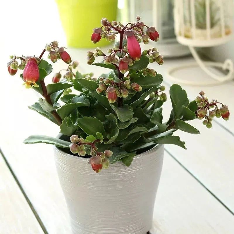 像红灯笼一样的小宫灯长寿花,在家养灯笼花盆栽