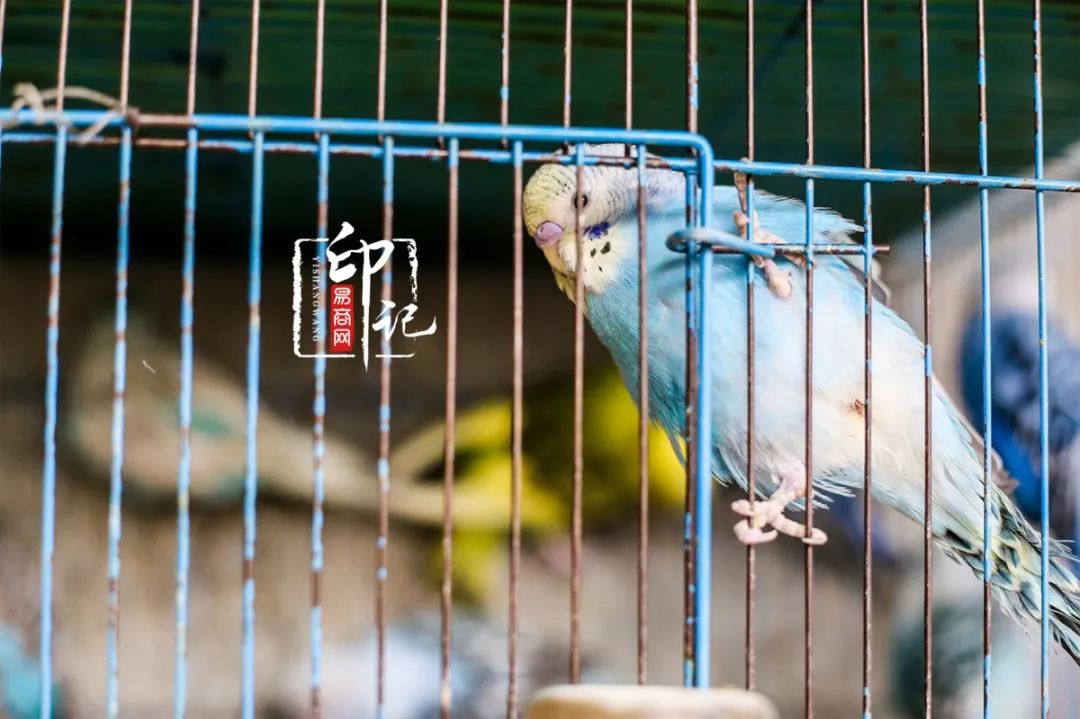 商丘花鸟批发基地,商丘花鸟市场地址