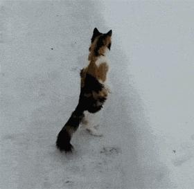 日本猫岛为什么有那么多猫,日本猫岛上为什么有这么多猫