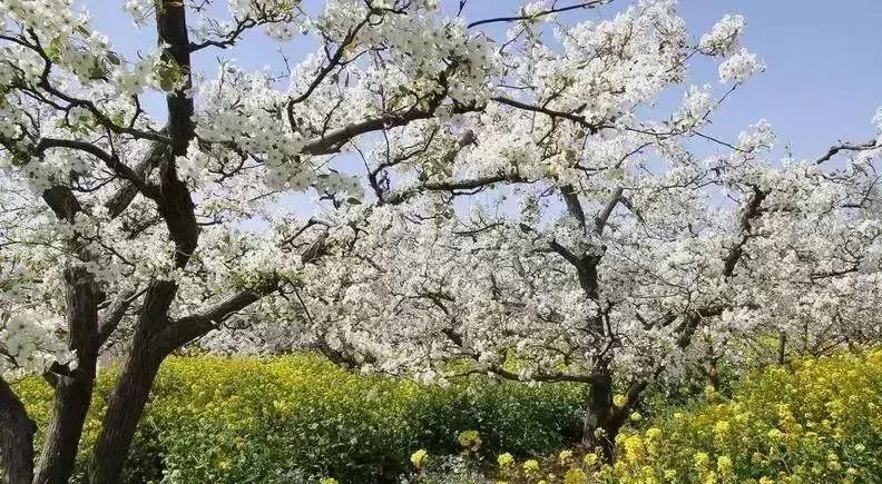 京郊最美的十大花海,京郊这些浪漫花海惊艳初秋的北京