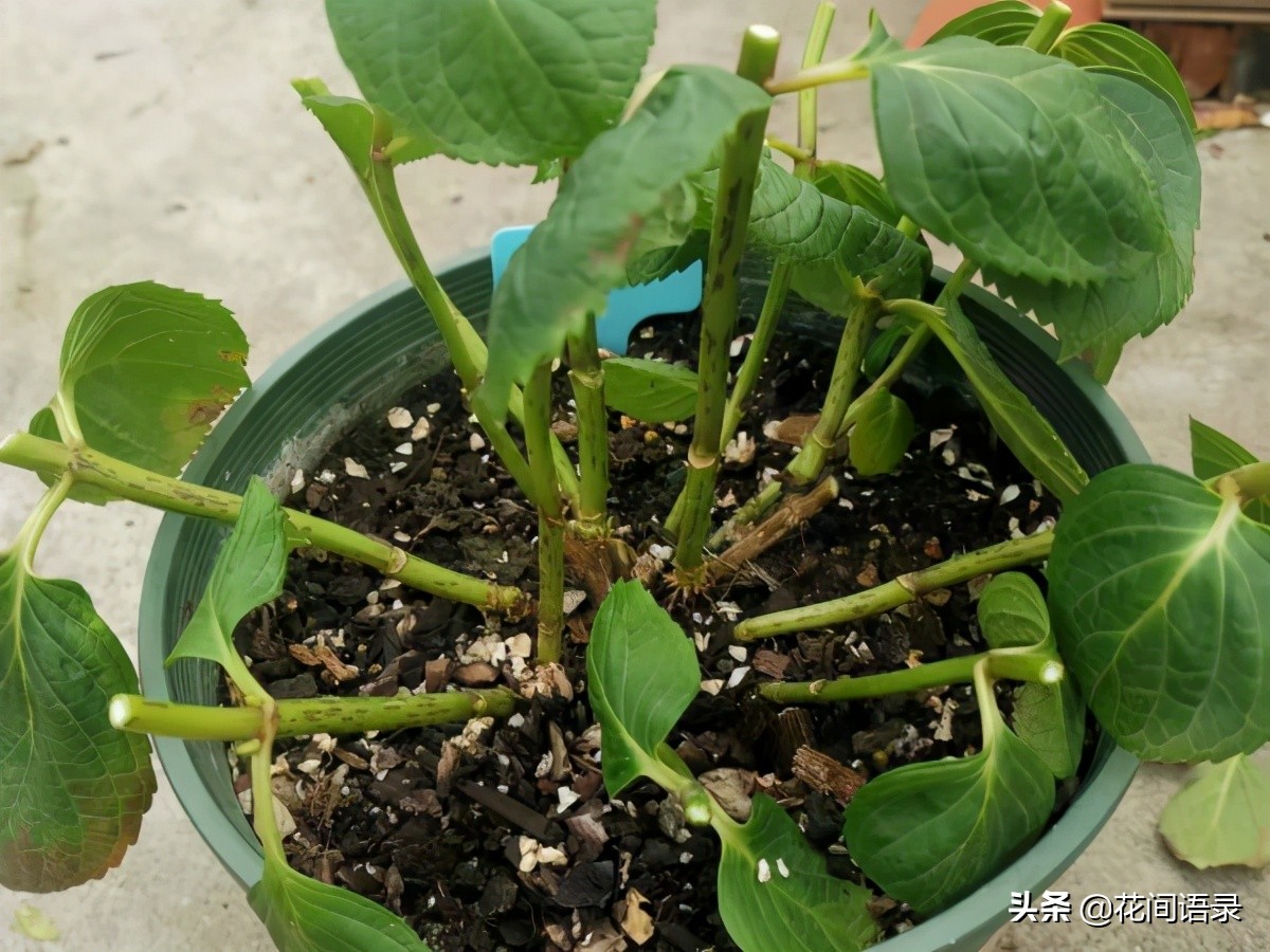 万花镜梦幻蓝调色,万华镜绣球花哪个颜色最好看