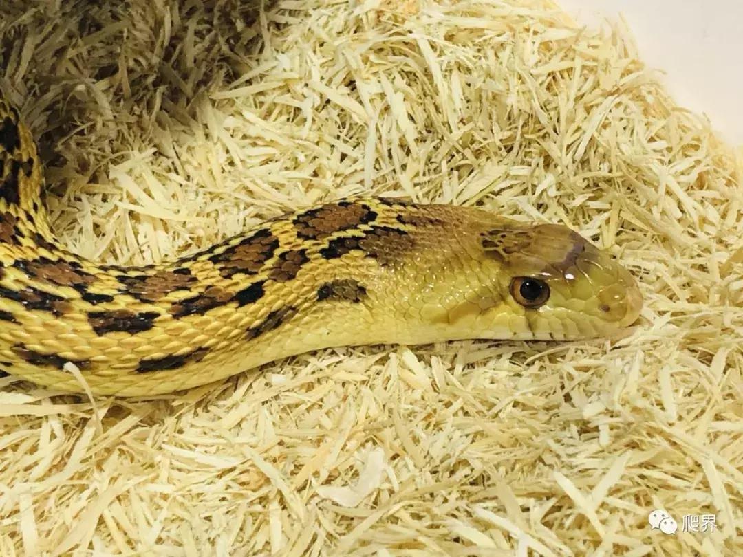 伦敦的爬宠店,隐藏在小区深处的店铺